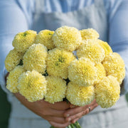 Marigold - White Swan Seed
